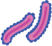 Escherichia coli